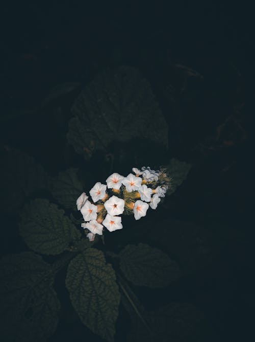 White Flowers among Leaves