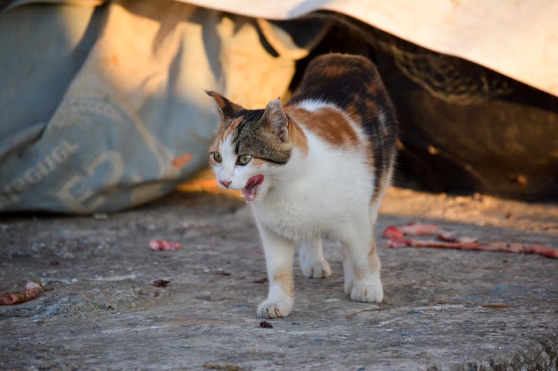 Cat Walking Low To Ground And Hiding Photos, Download The BEST Free Cat