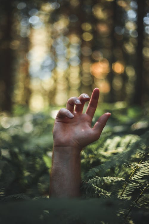 Foto stok gratis Daun-daun, dibesarkan, hutan