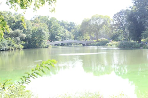 Free stock photo of central park, pond, water