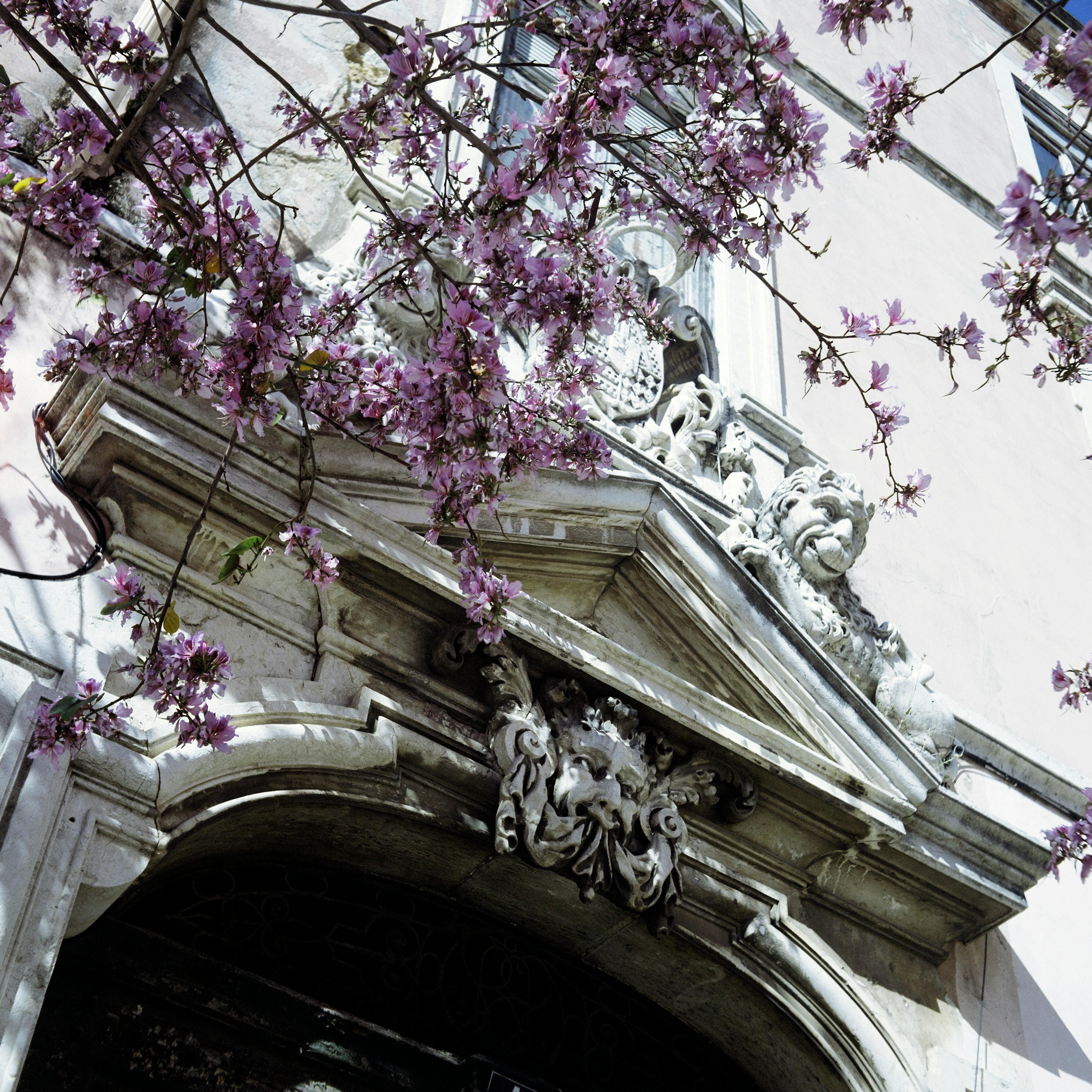 Low angle view of a vintage Lisbon building facade with vibrant pink blossoms, evoking springtime charm.