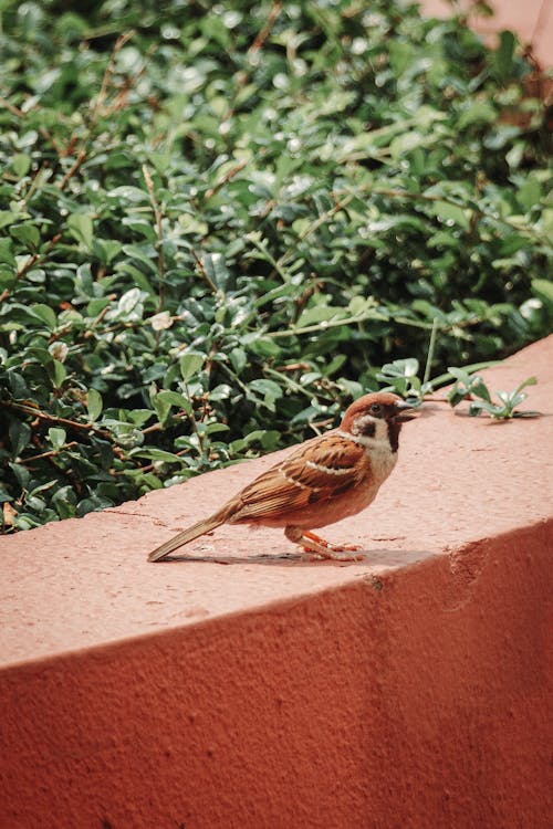 Foto d'estoc gratuïta de animal, au, mur