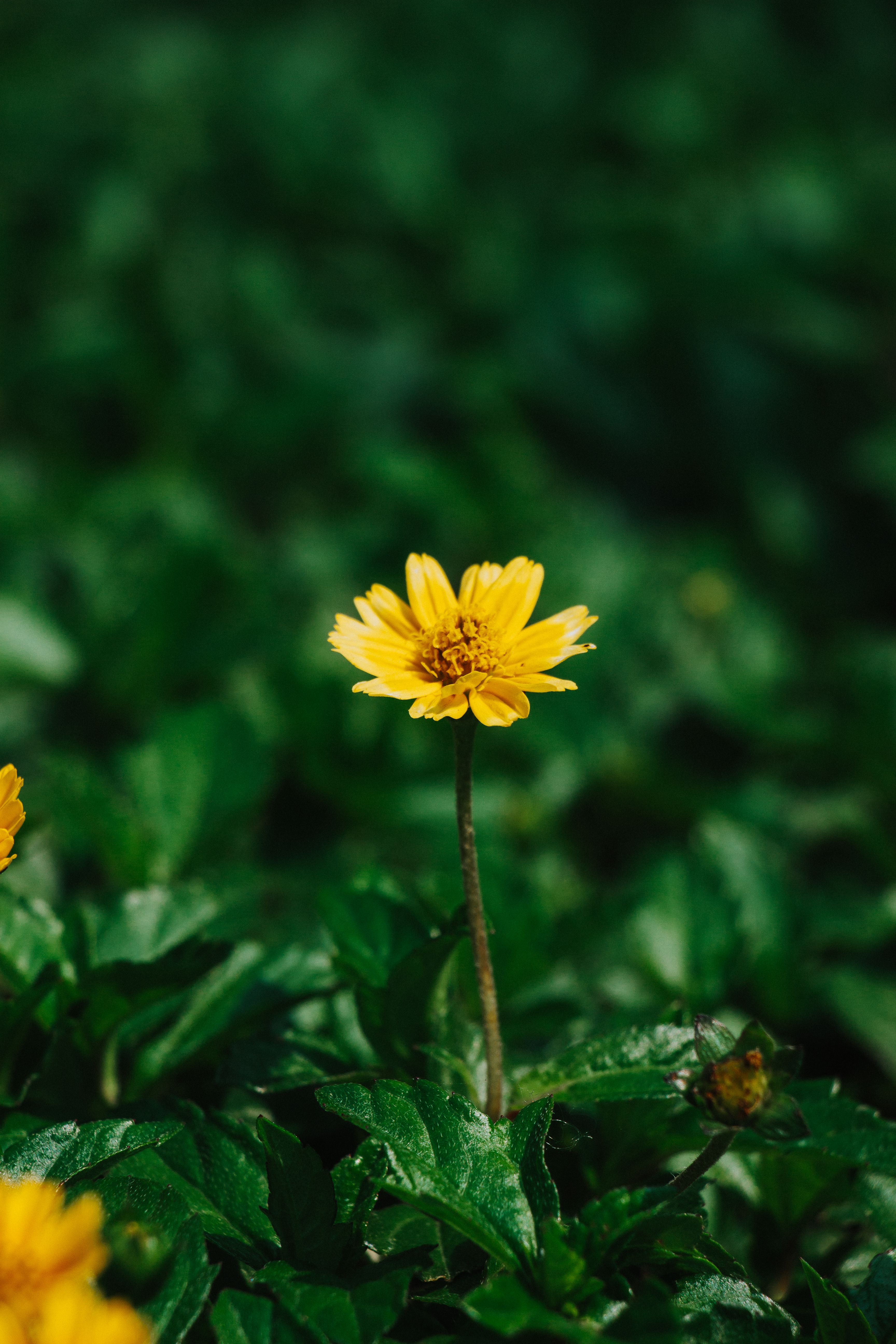 Close up of Yellow Flower · Free Stock Photo