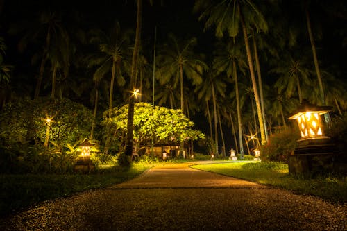 คลังภาพถ่ายฟรี ของ กลางคืน, ซอย, ต้นปาล์ม