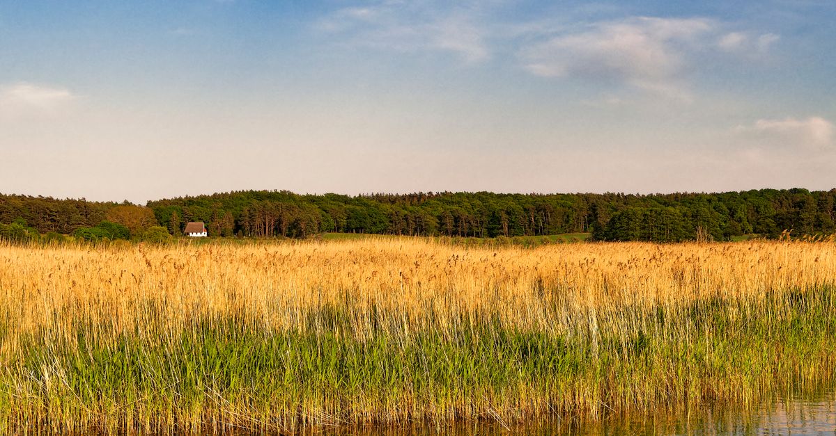 Lake Rushes Rushes on Lake · Free Stock Photo