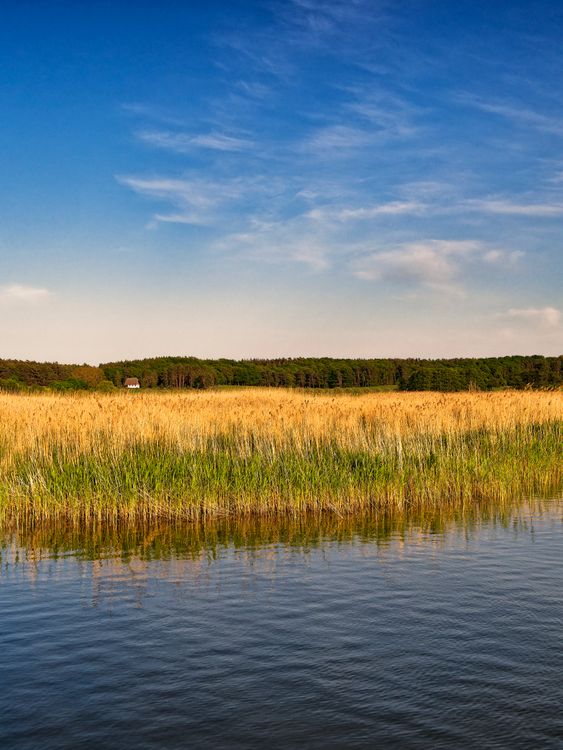 Lake Rushes Rushes on Lake · Free Stock Photo