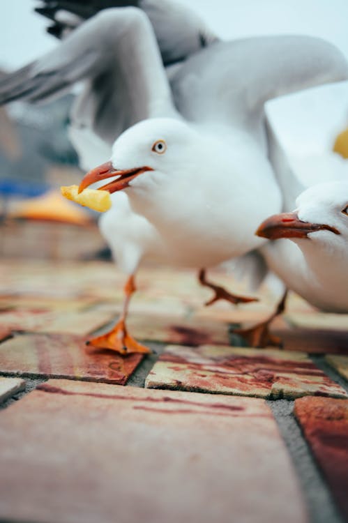 Head of Seagull on Pavement