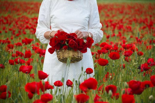 Foto stok gratis bidang, bunga poppy, bunga-bunga