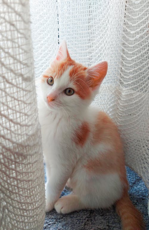 Close up of Sitting Kitten