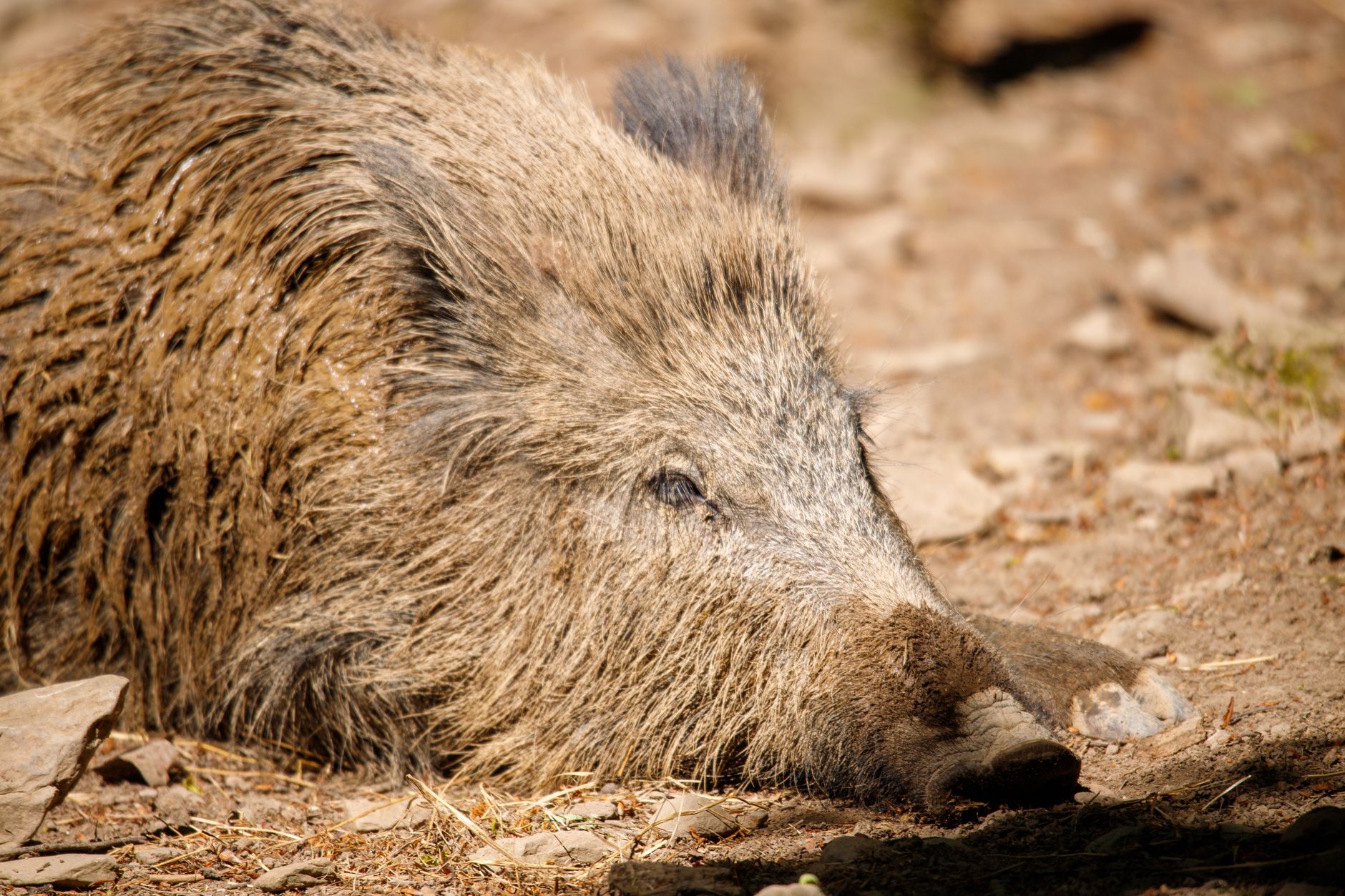 Close-up of a wild boar resting on sunlit ground in La Roche-en-Ardenne, Belgium.