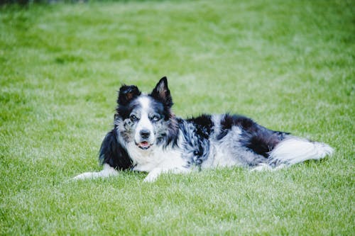 Photos gratuites de animal de compagnie, arrière-plan vert, border collie