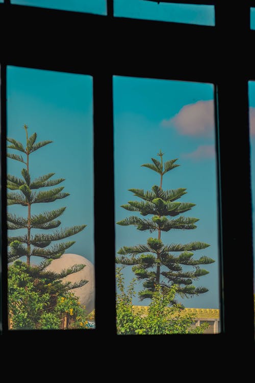 Window view of nature