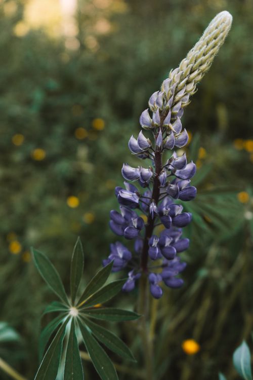 Free Detailed close-up of a purple lupine flower surrounded by lush greenery in a garden setting. Stock Photo