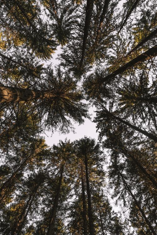 Free Captivating view of tall pine trees reaching towards the sky, showcasing the beauty of nature. Stock Photo