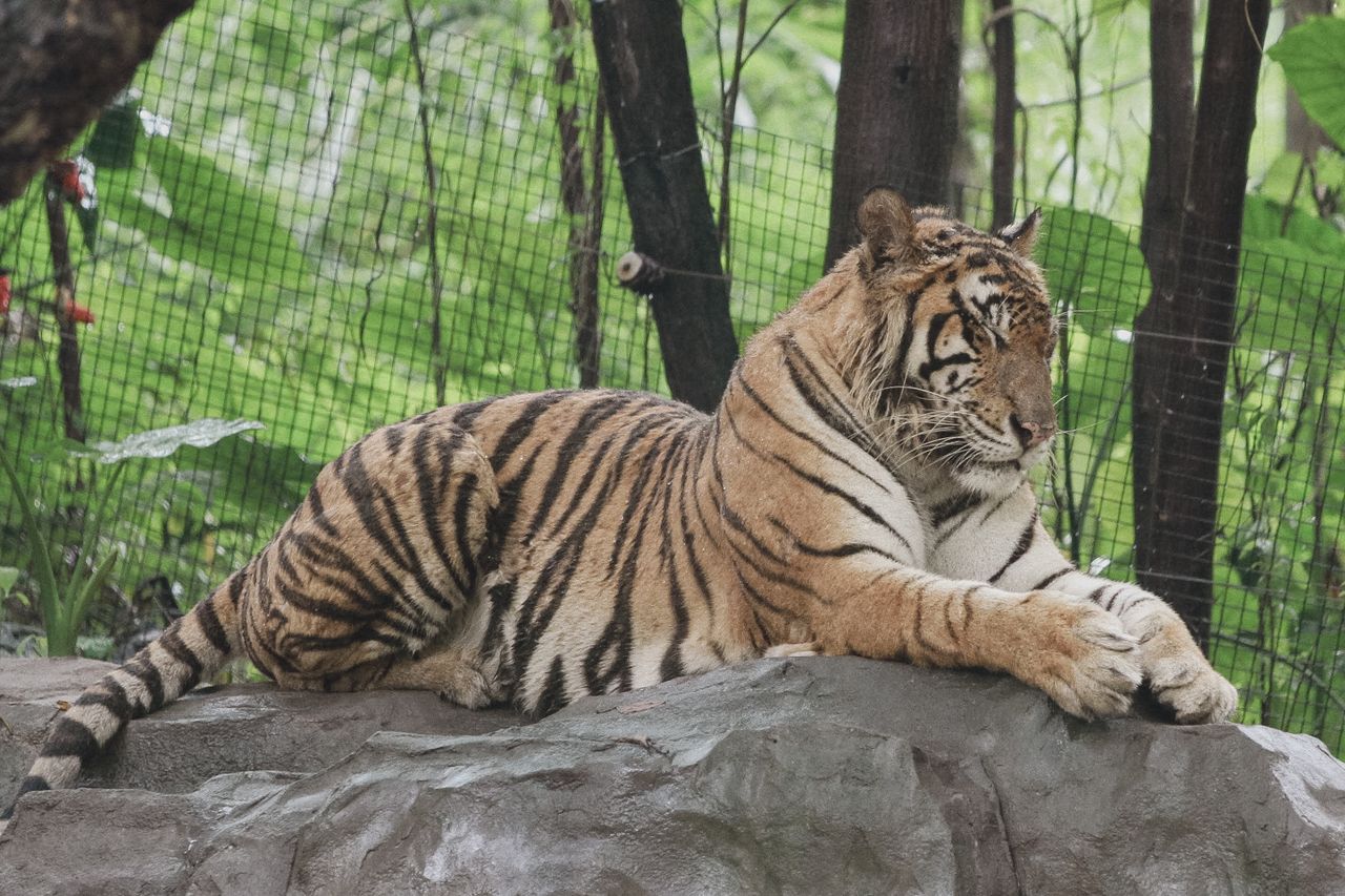 a bengal tiger resting peacefully on a rock surrounded by lush greener