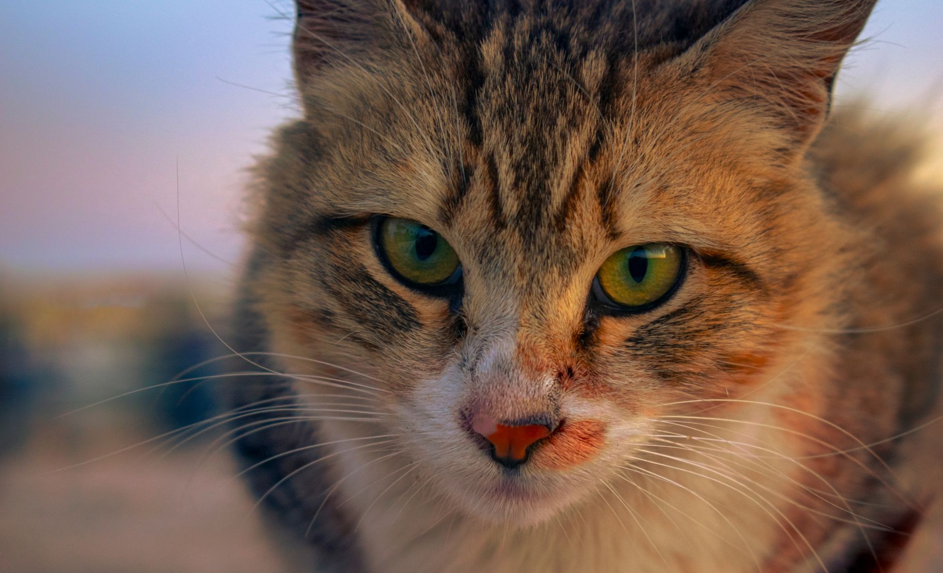 Veterinarian examining a cat during a checkup