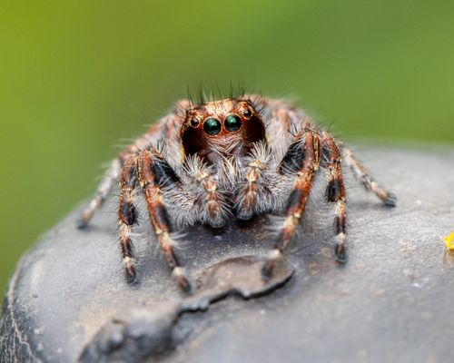 Free A detailed macro shot of a jumping spider on a rock with a blurred green background. Stock Photo