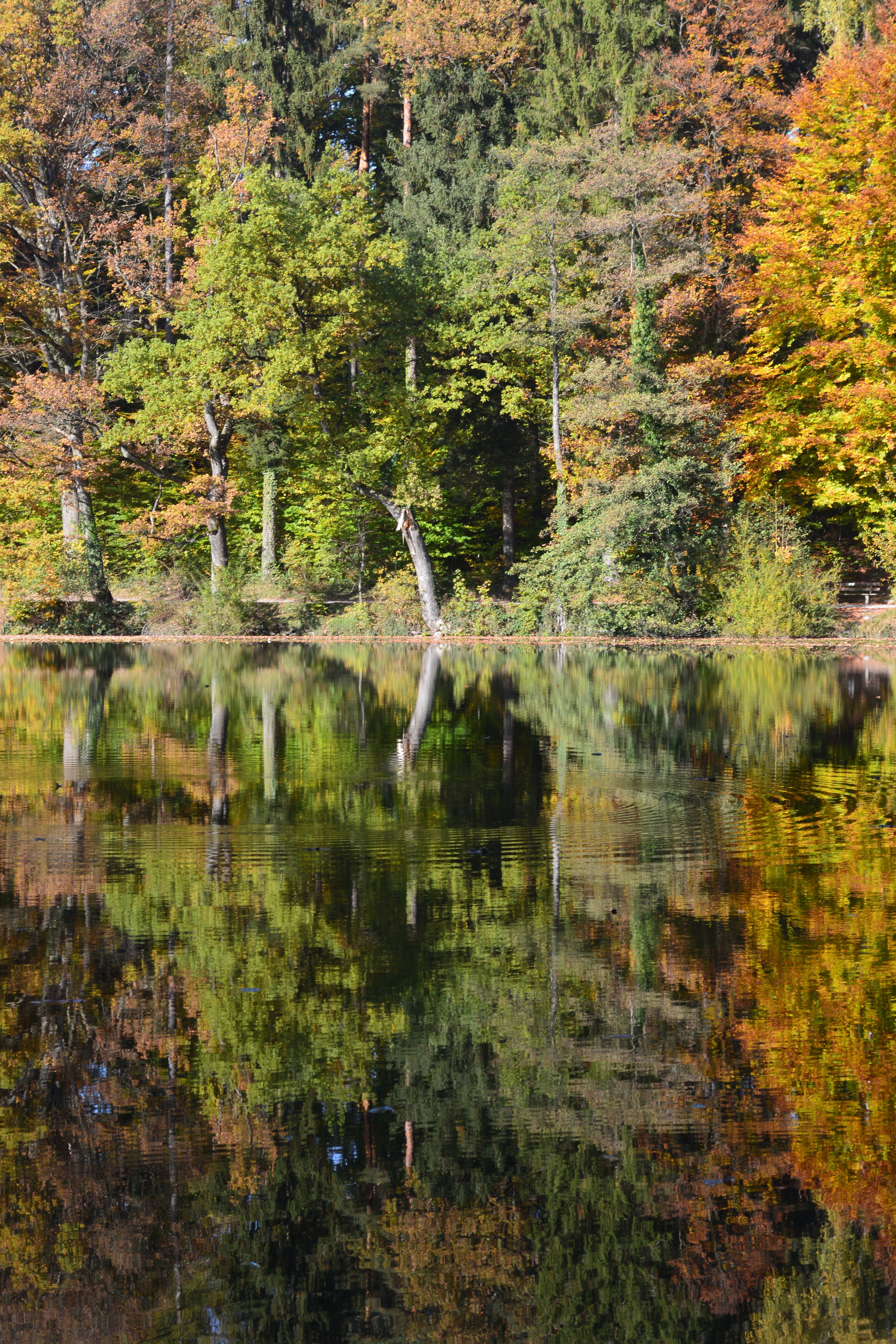 Autumn Trees Reflecting in a Clear Lake · Free Stock Photo