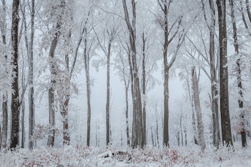 árvores Cobertas De Neve