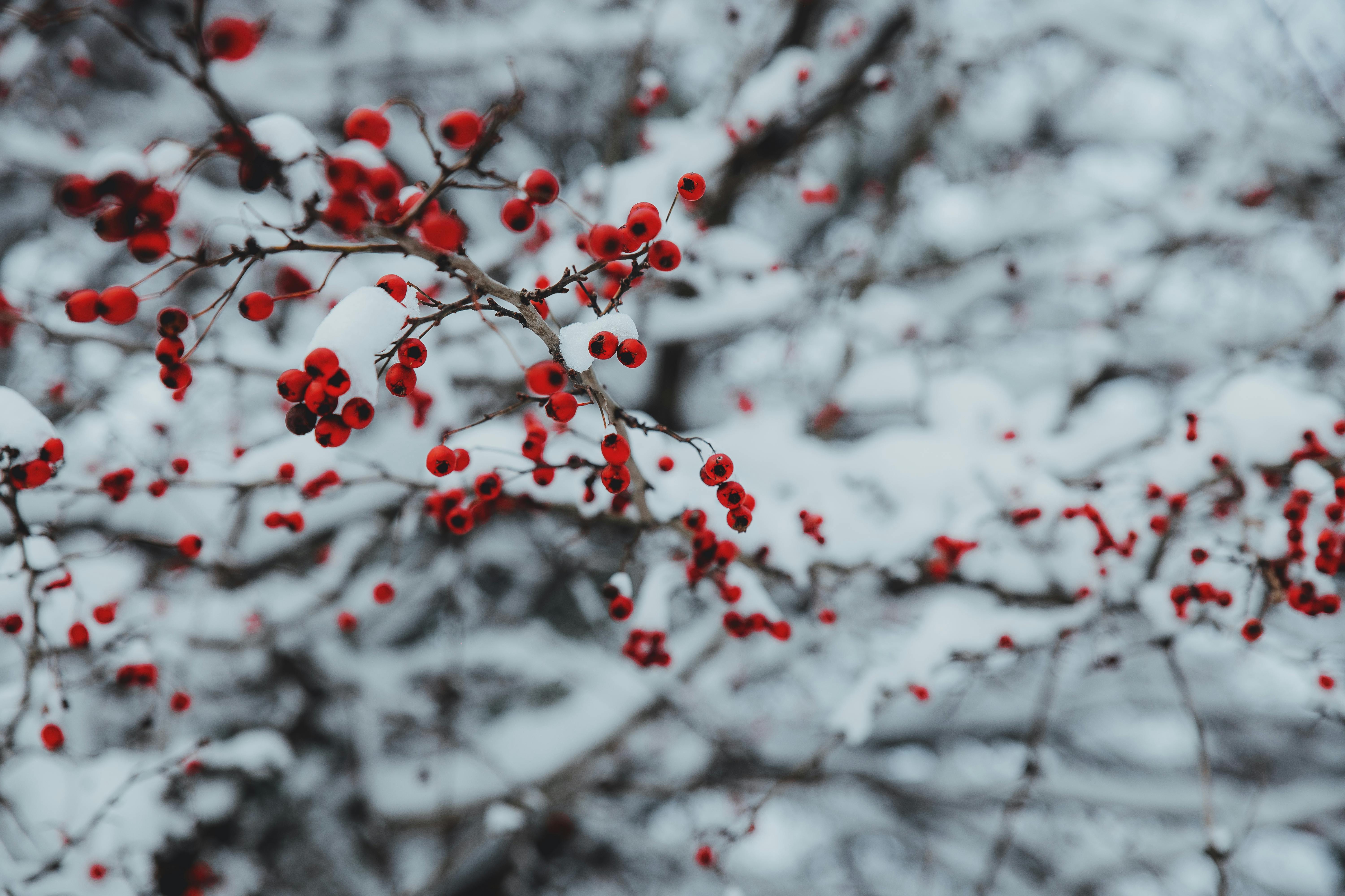 Christmas Winter Image & Photo (Free Trial)