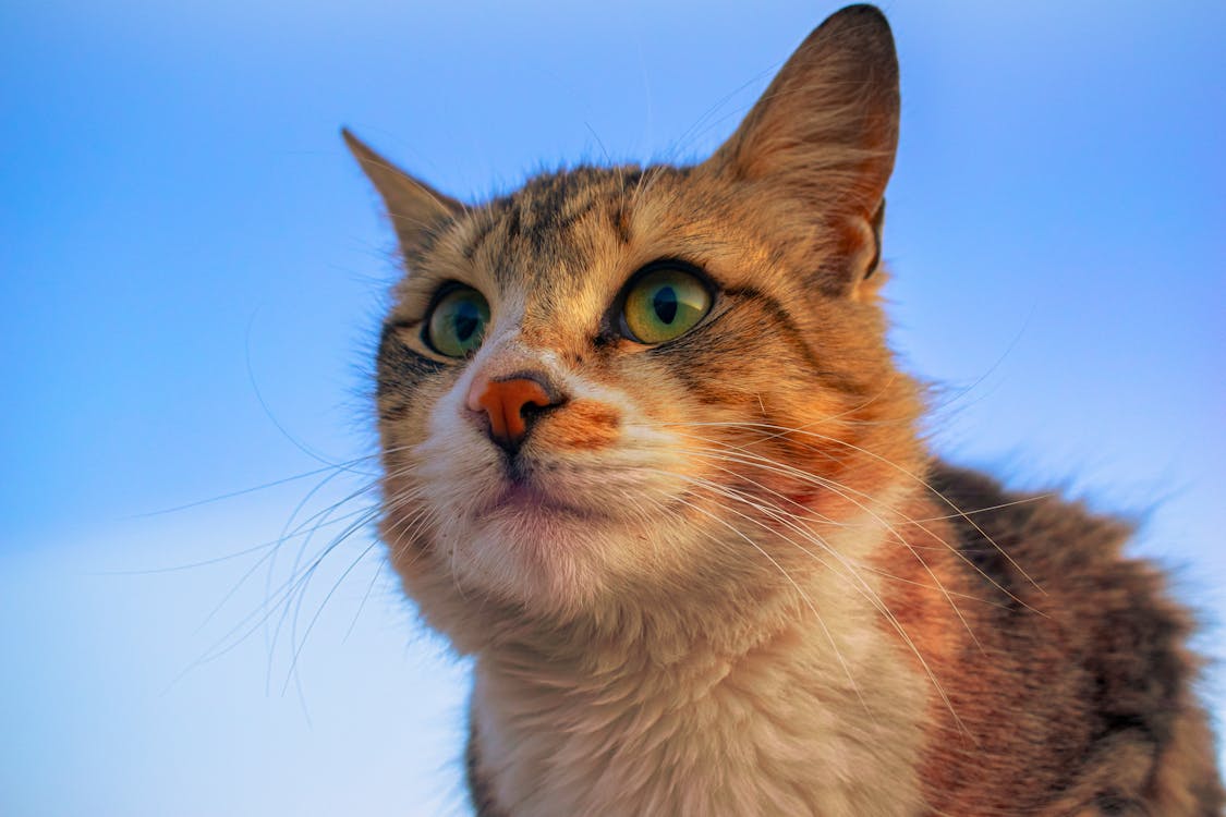 Cat Bloodwork: Reasons, Types of Tests, Results, How Often