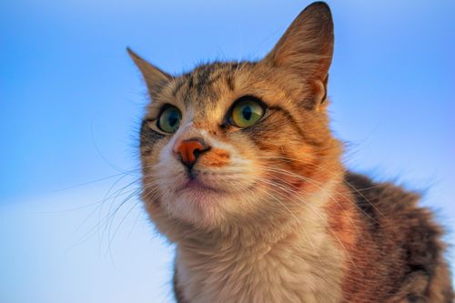 Free Detailed cat portrait under clear blue sky, capturing its mesmerizing gaze. Stock Photo