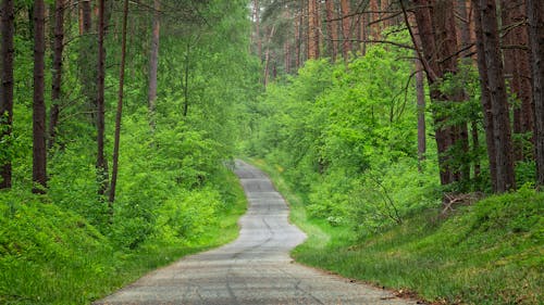Foto profissional grátis de asfalto, ecológico, estrada