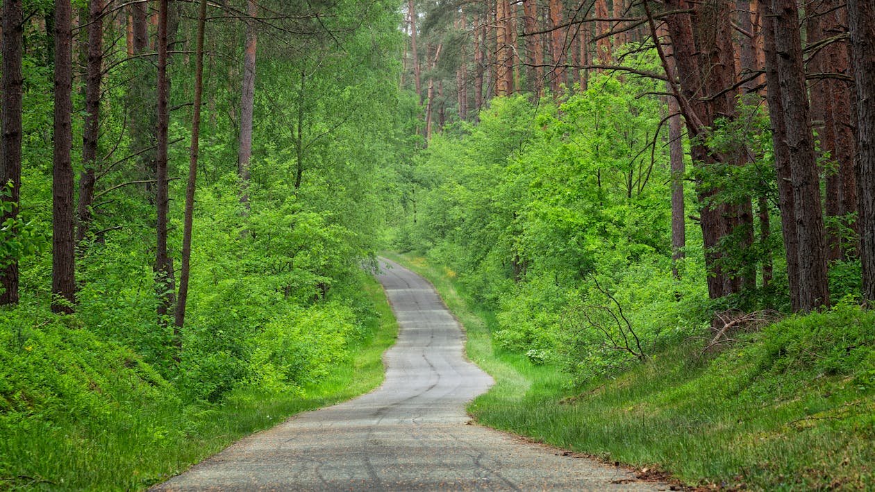 Asphalt Road Cutting through a Green Lush Forest