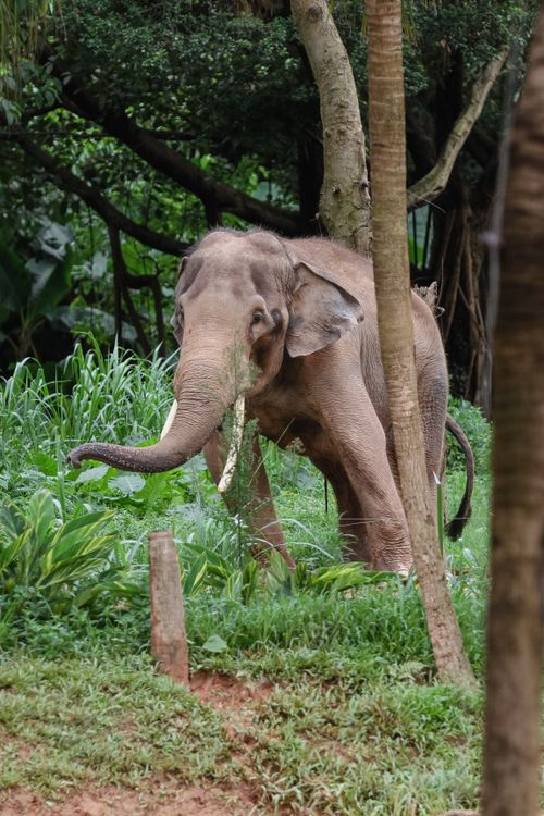 Free A wild Asian elephant grazing in a lush forest setting, surrounded by greenery and trees. Stock Photo