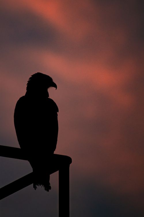 Free A bird of prey silhouette perches on a structure against a striking sunset sky, evoking a sense of solitude and majesty. Stock Photo