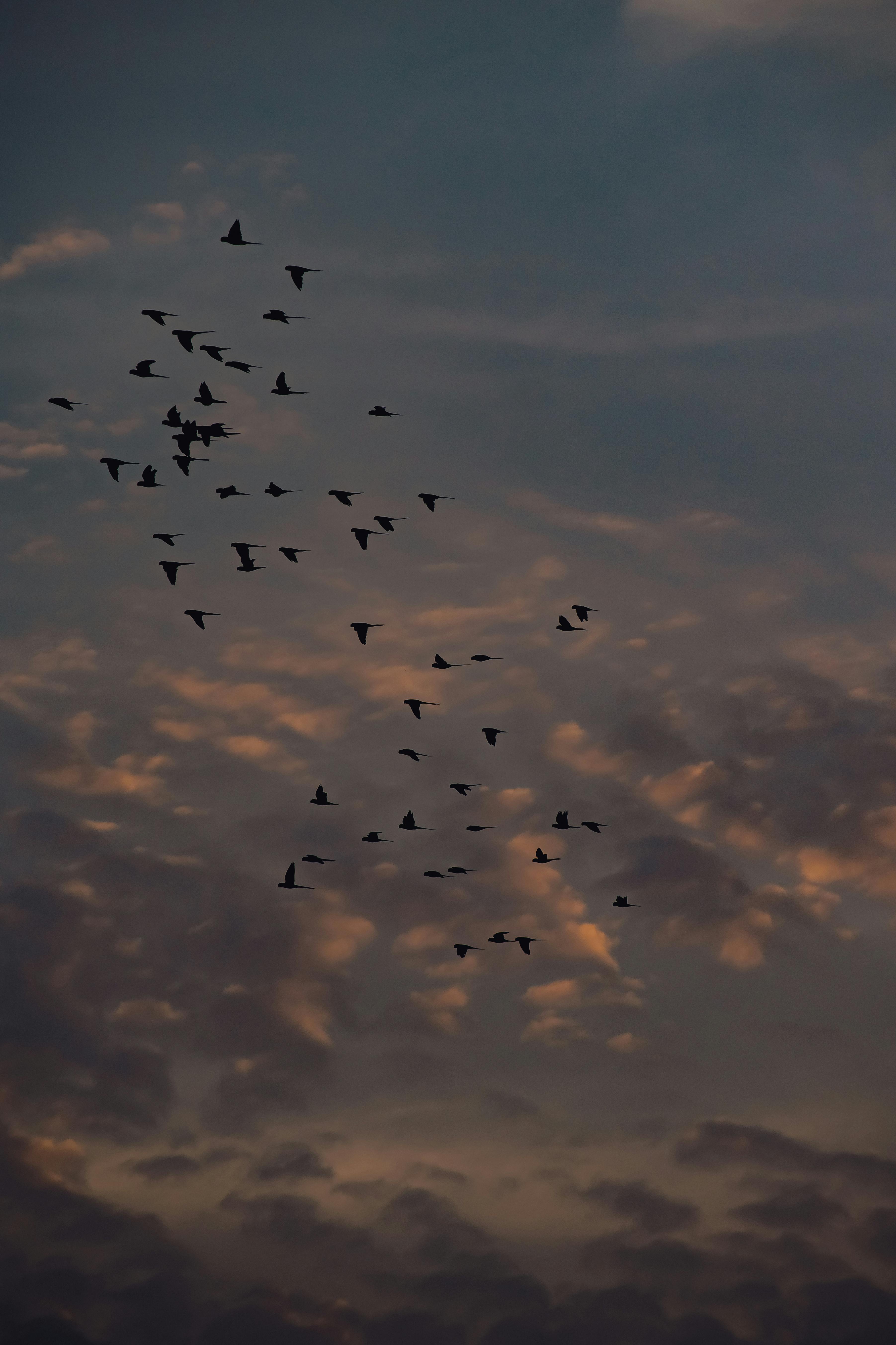 Birds Flying on a Twilight Sky · Free Stock Photo