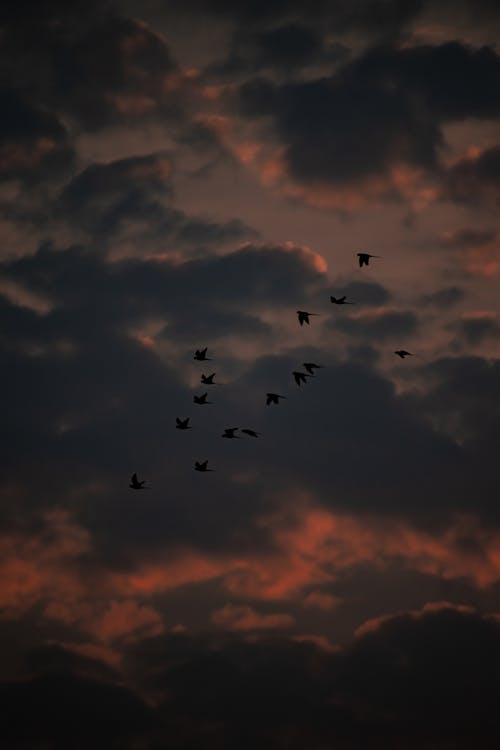 Základová fotografie zdarma na téma létání, mraky, obloha