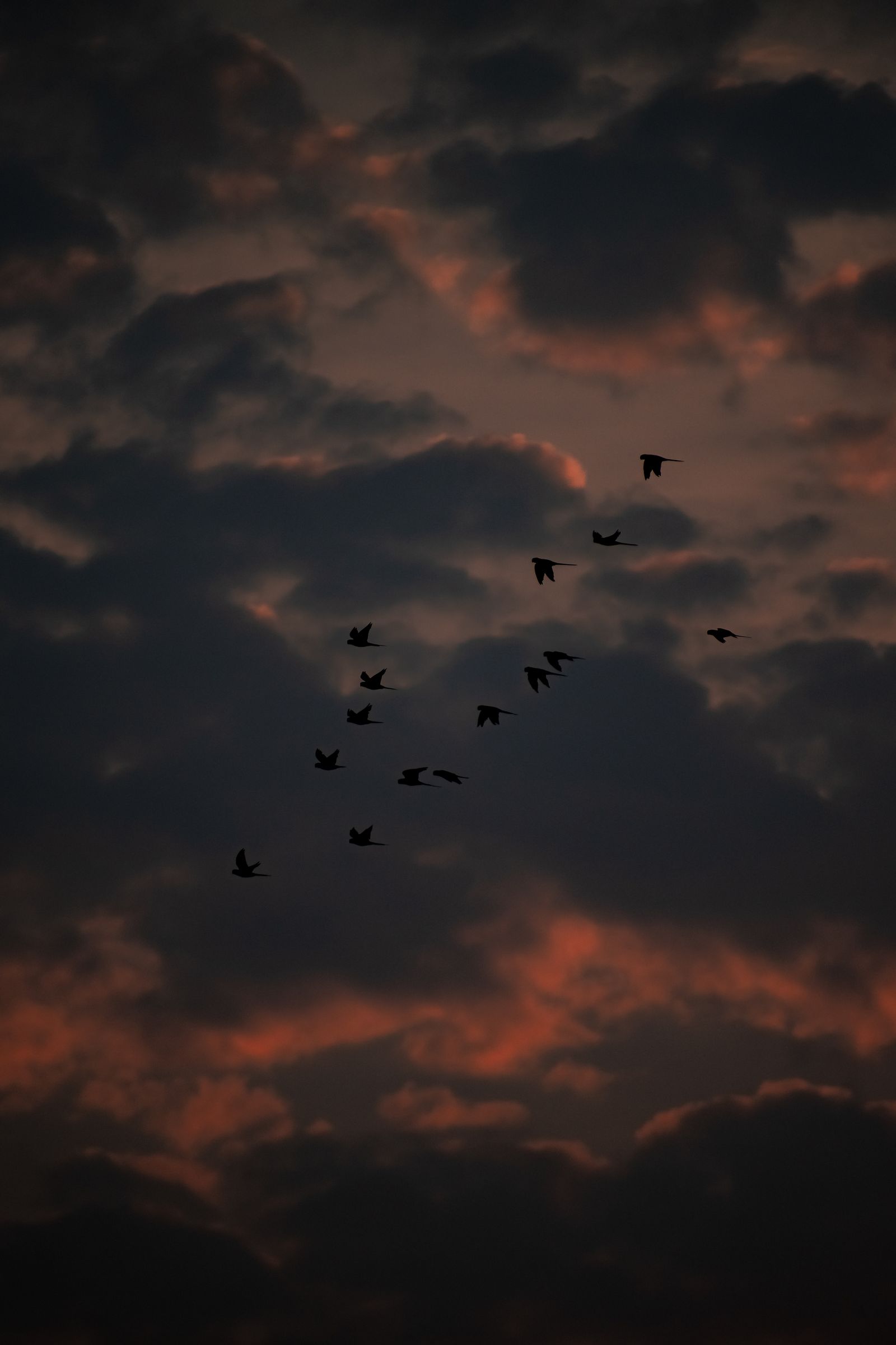 Flock of Birds Flying Under Blue Sky · Free Stock Photo
