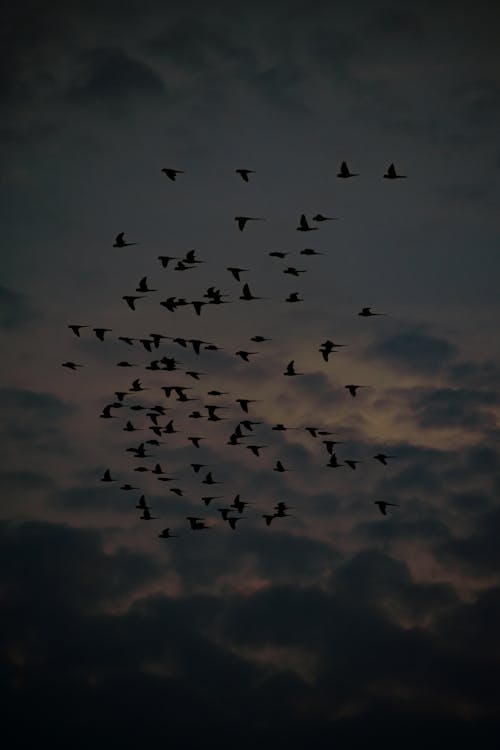 구름, 날으는, 무리 지어 가는 새의 무료 스톡 사진