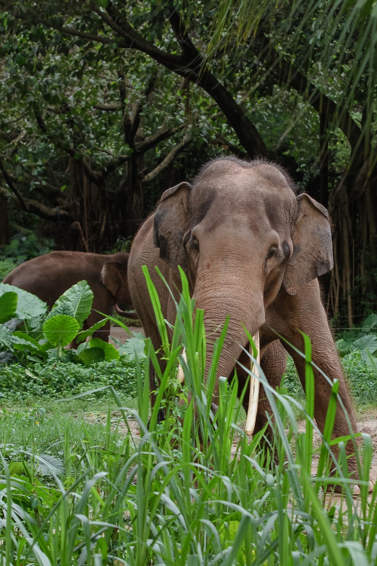 Elephants in forest at a wildlife sanctuary