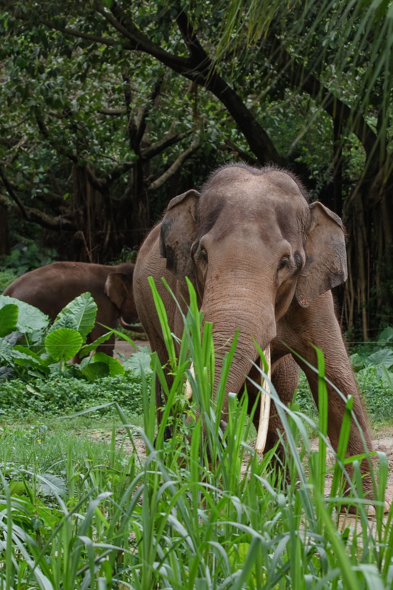 Wildlife experiences in Cambodia — Sanctuaries