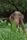 asian elephant