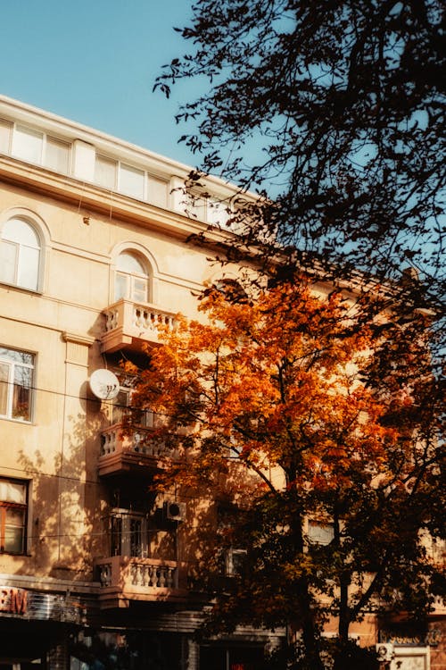 Fotos de stock gratuitas de apartamentos, árbol, balcones