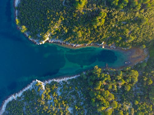 Forest around Bay on Sea Shore