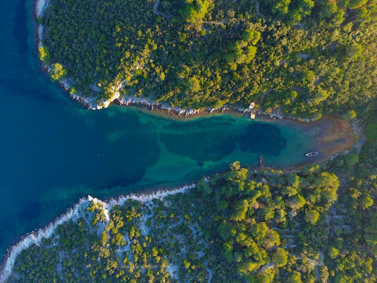 Forest Around Bay On Sea Shore