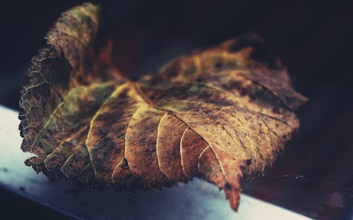 Close-Up Photo of Dry Leaf