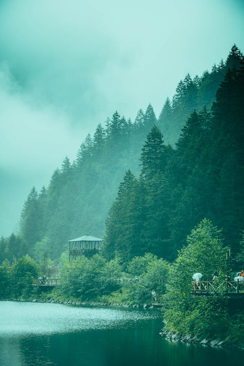 Ingyenes stockfotó erdő, fák, felhő témában
