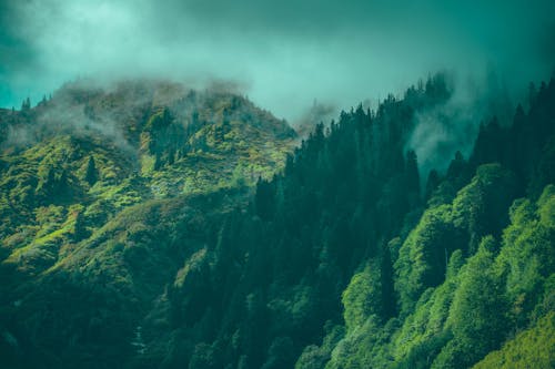 Green, Deep Forest under Cloud