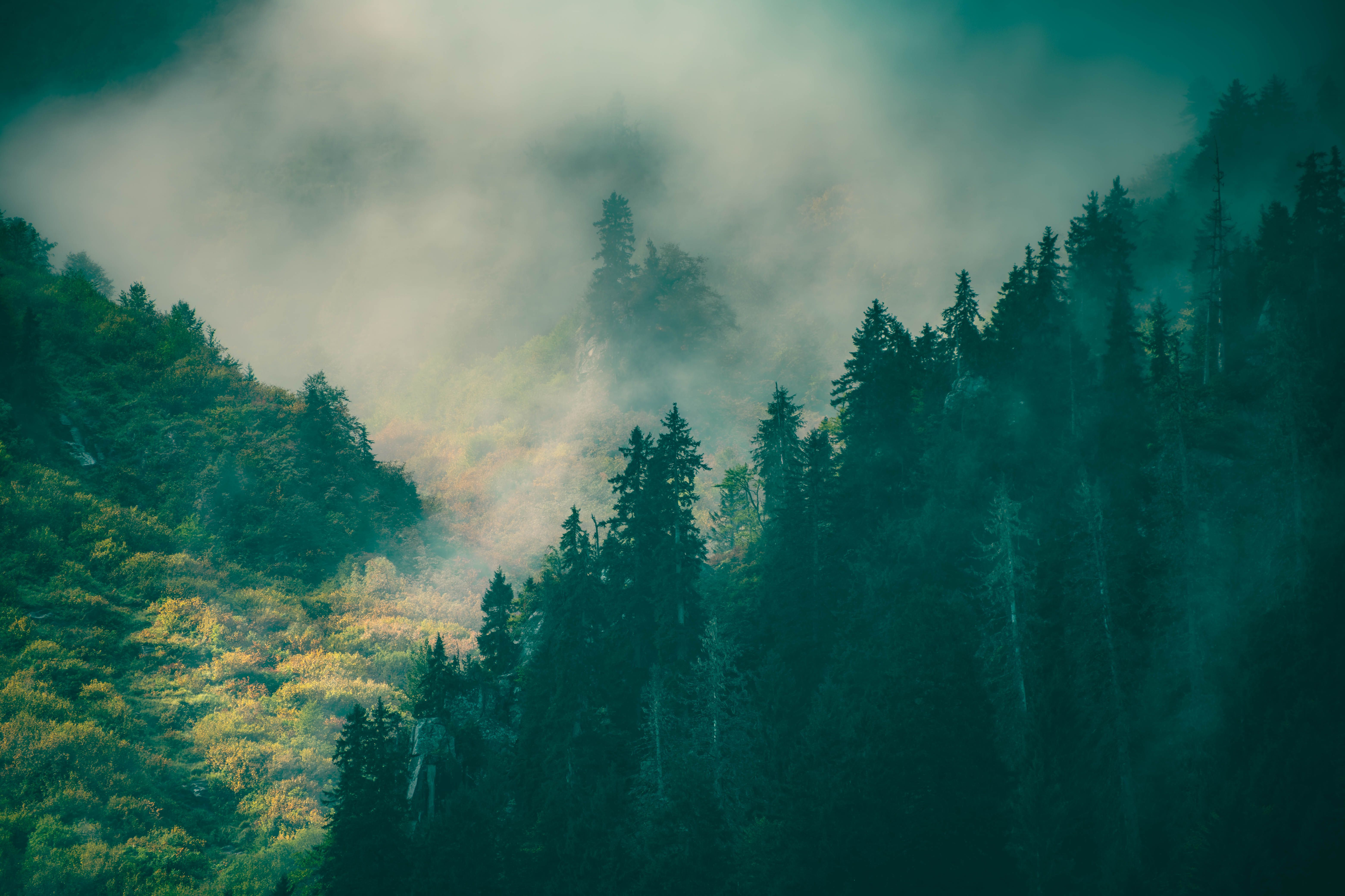 Cloud and Fog over Trees in Forest · Free Stock Photo