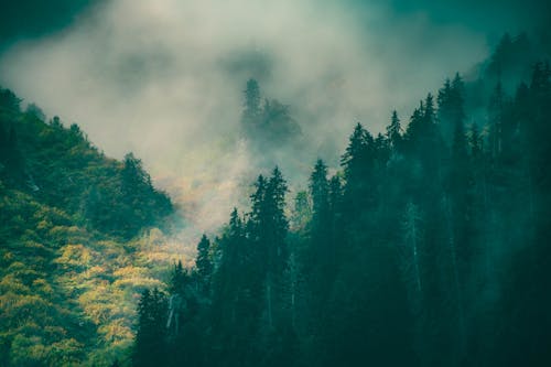 Cloud and Fog over Trees in Forest