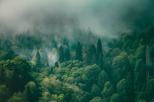 Photos gratuites de brouillard, forêt, loin