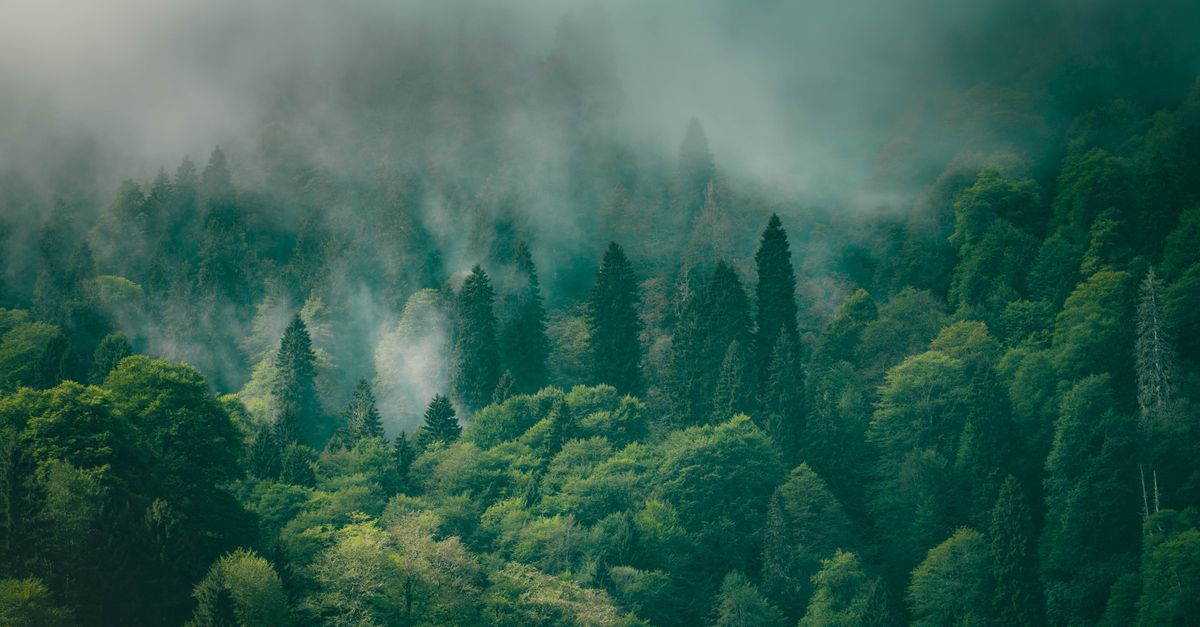 L'importance de la biodiversité pour l'écologie bio