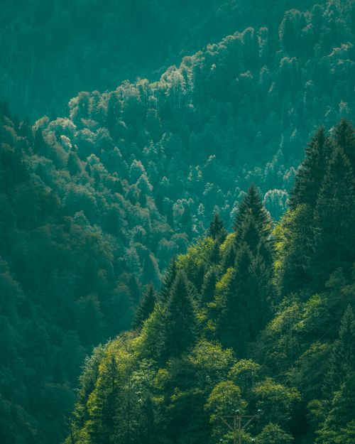 Free Serene aerial view of dense green forest covering rolling mountainous terrain under daylight. Stock Photo