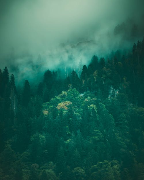 Photos gratuites de arbres, brouillard, forêt
