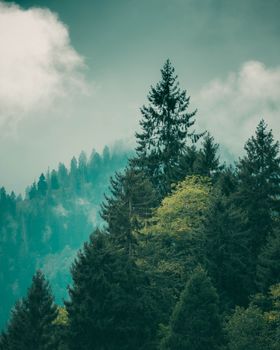 A breathtaking view of a mist-covered forest on a mountainside, showcasing lush green trees.